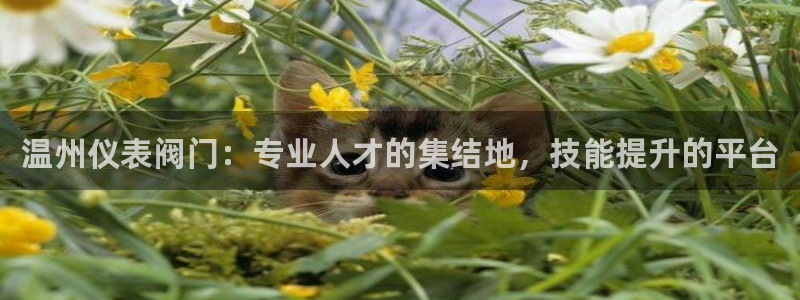 顺盈娱乐找382223