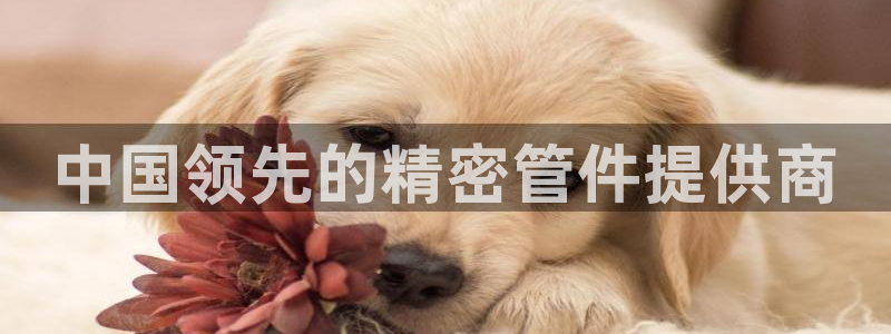顺盈娱乐下载安装官方